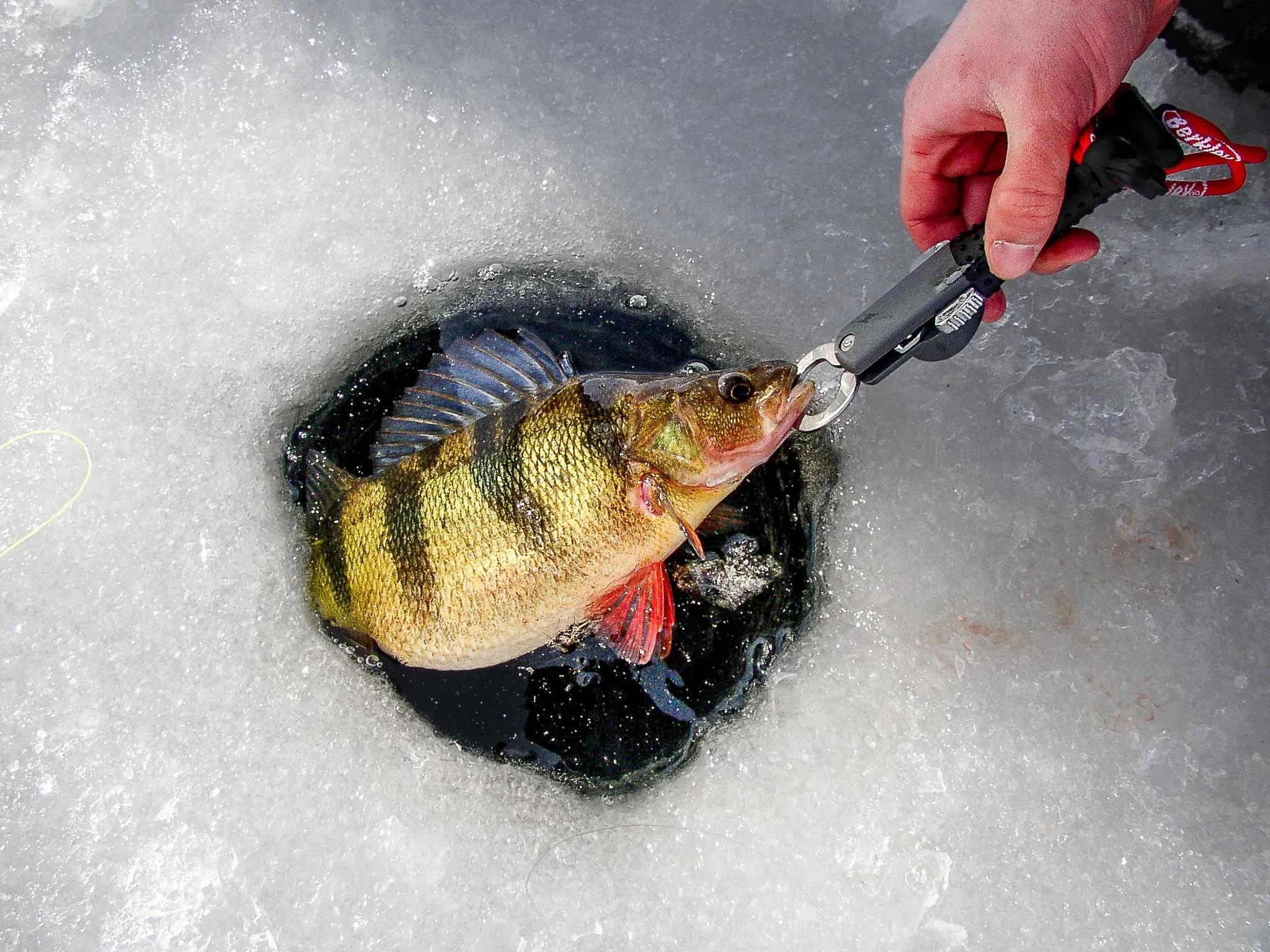  RodRhythmchef  — La precisión de la pesca invernal